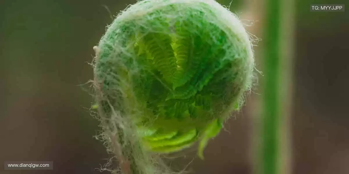 指尖掌控全球赛事，零时差感受热血沸腾！📱⚽